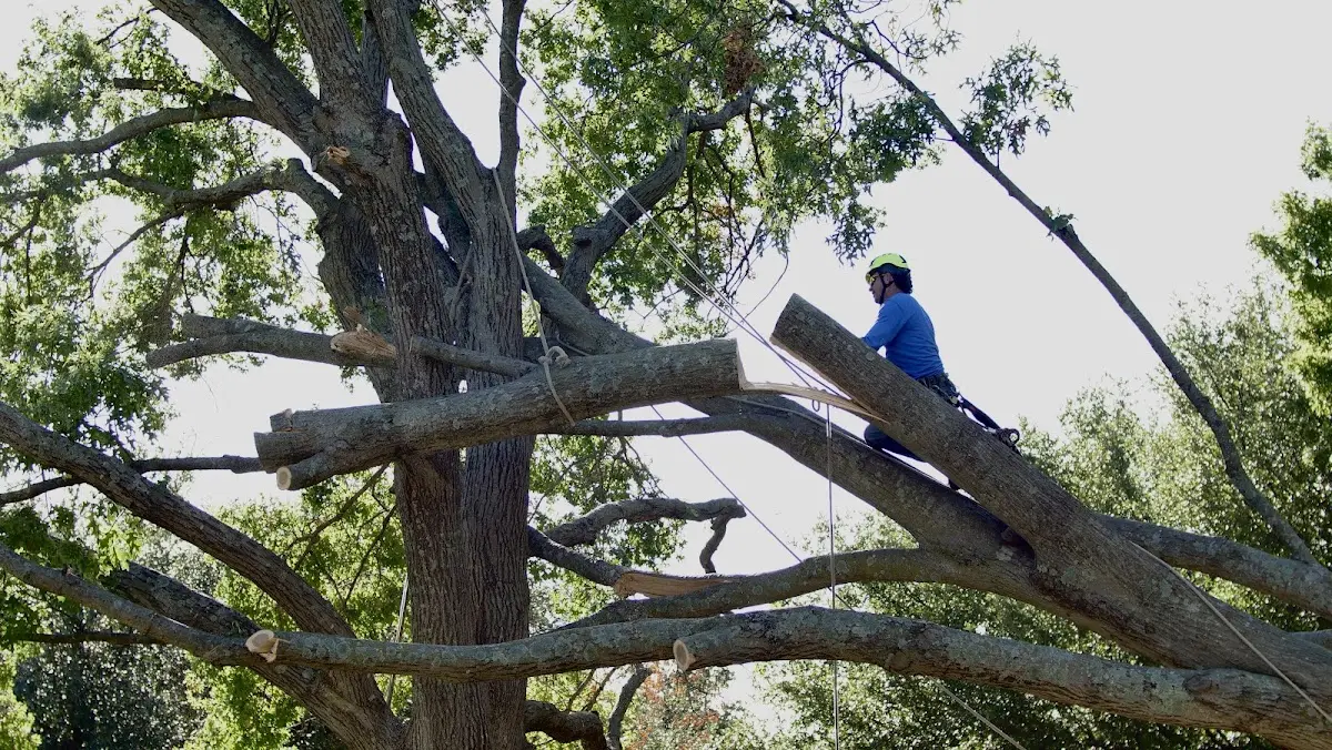Professional Crown Thinning performed by certified arborists in Louann