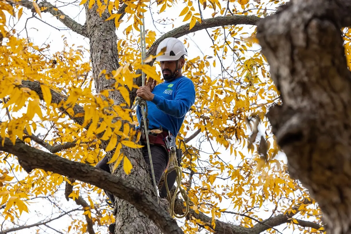 Skilled Storm Damage Cleanup crew working in Louann